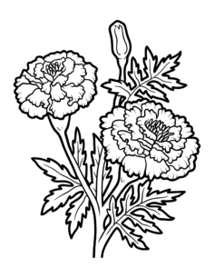 Flower Botanical Marigold Tracing Shape Pdf, Free Vectors File